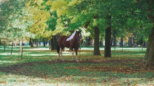 広大な敷地内では乗馬体験や馬との触れ合いが可能で、家族連れや観光客に人気があります。